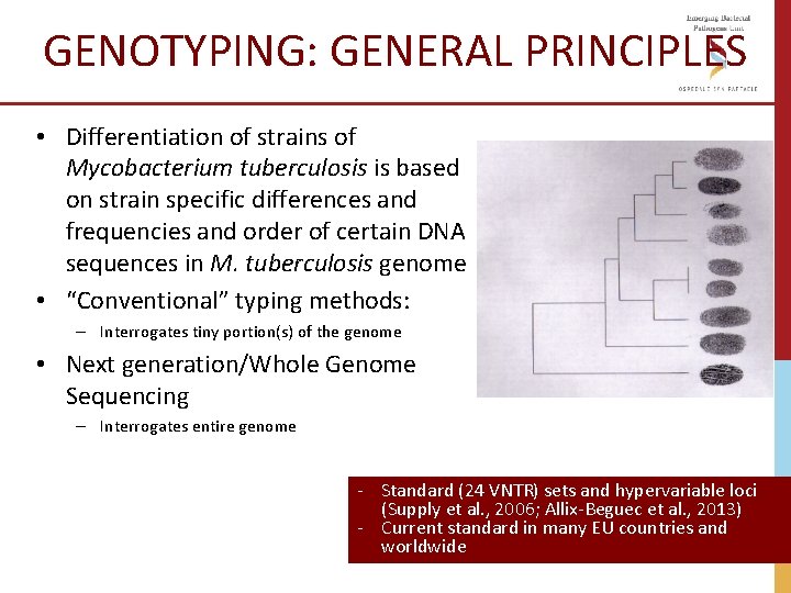 GENOTYPING: GENERAL PRINCIPLES • Differentiation of strains of Mycobacterium tuberculosis is based on strain GENOTYPING: GENERAL PRINCIPLES • Differentiation of strains of Mycobacterium tuberculosis is based on strain