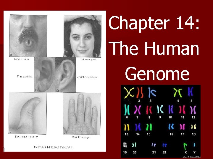 Chapter 14: The Human Genome 