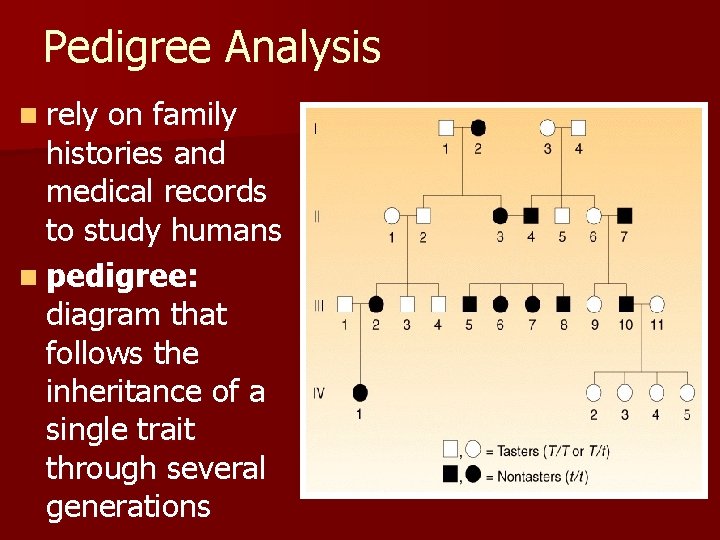 Pedigree Analysis n rely on family histories and medical records to study humans n