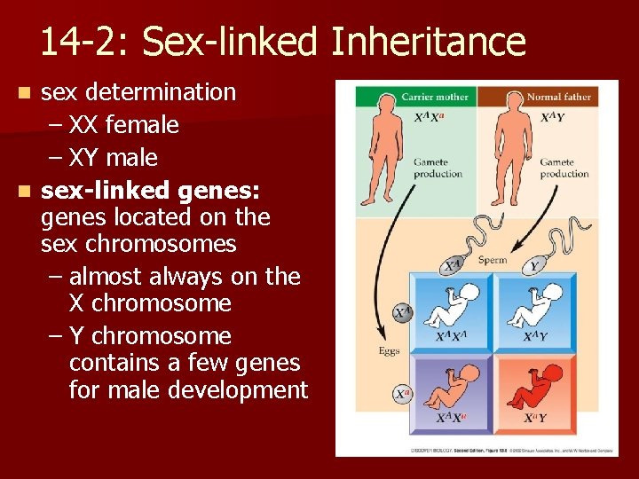 14 -2: Sex-linked Inheritance sex determination – XX female – XY male n sex-linked