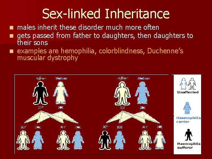 Sex-linked Inheritance males inherit these disorder much more often gets passed from father to