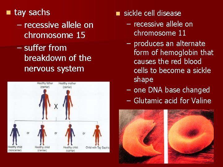 n tay sachs – recessive allele on chromosome 15 – suffer from breakdown of