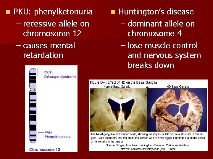 n PKU: phenylketonuria – recessive allele on chromosome 12 – causes mental retardation n
