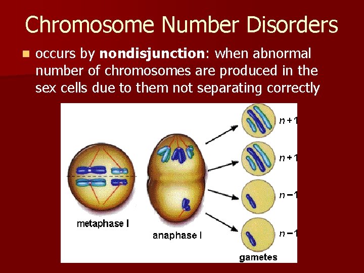 Chromosome Number Disorders n occurs by nondisjunction: when abnormal number of chromosomes are produced