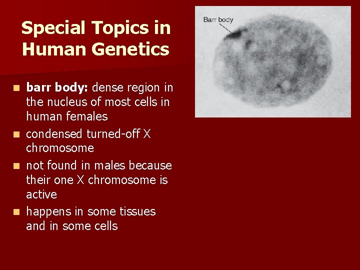 Special Topics in Human Genetics n n barr body: dense region in the nucleus