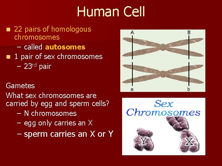 Human Cell 22 pairs of homologous chromosomes – called autosomes n 1 pair of