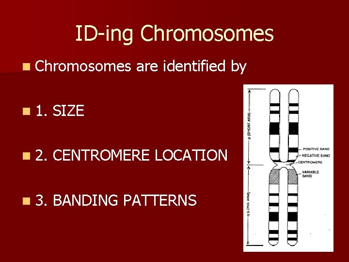 ID-ing Chromosomes n Chromosomes are identified by n 1. SIZE n 2. CENTROMERE LOCATION