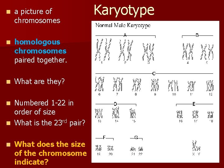 n a picture of chromosomes n homologous chromosomes paired together. n What are they?