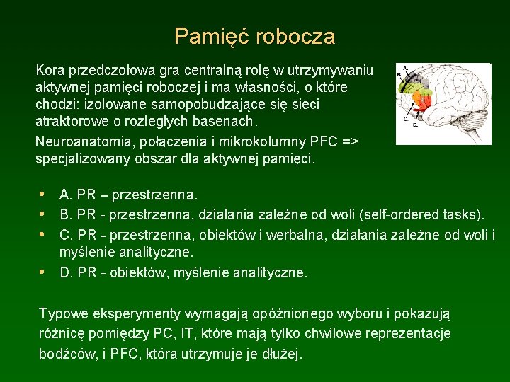 Pamięć robocza Kora przedczołowa gra centralną rolę w utrzymywaniu aktywnej pamięci roboczej i ma