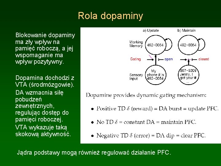 Rola dopaminy Blokowanie dopaminy ma zły wpływ na pamięć roboczą, a jej wspomaganie ma