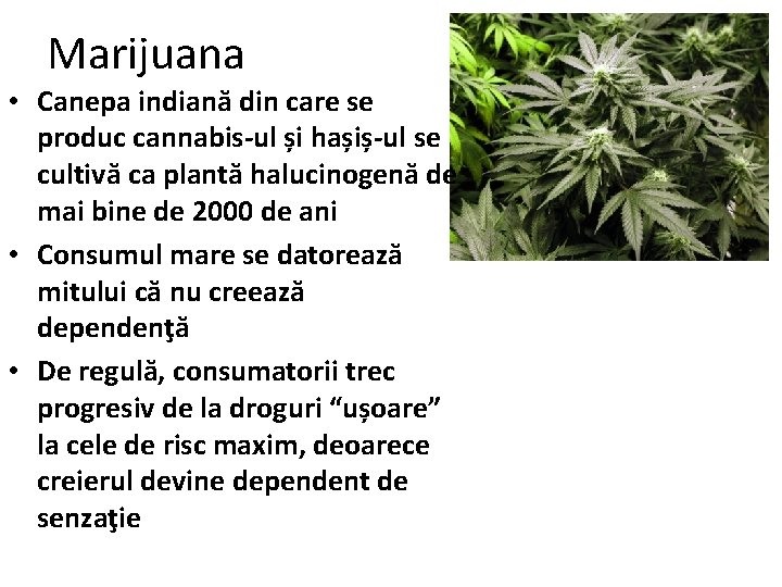 marijuana pentru slăbire