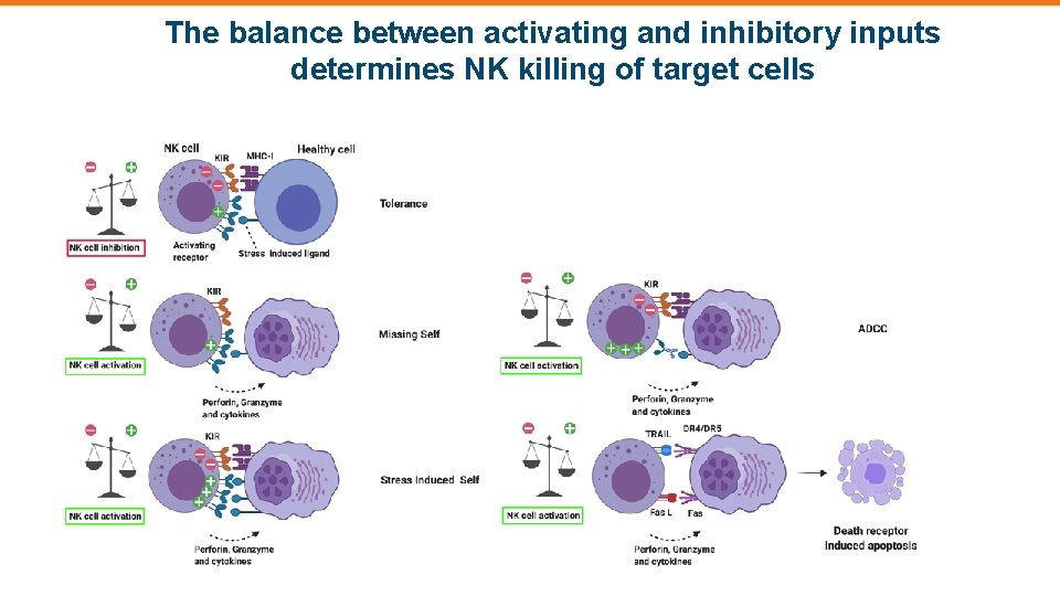 The balance between activating and inhibitory inputs determines NK killing of target cells 