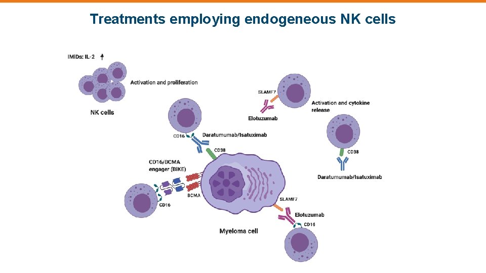 Treatments employing endogeneous NK cells 
