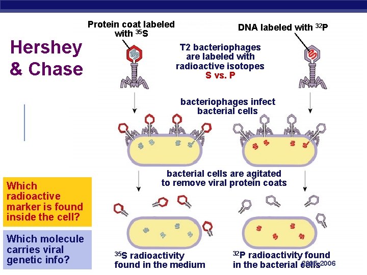 Hershey & Chase Protein coat labeled with 35 S DNA labeled with 32 P