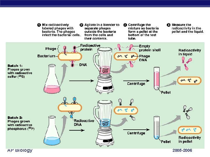 AP Biology 2005 -2006 