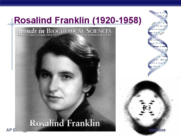 Rosalind Franklin (1920 -1958) AP Biology 2005 -2006 