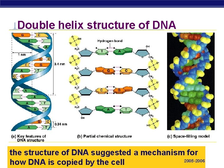 Double helix structure of DNA the structure of DNA suggested a mechanism for AP