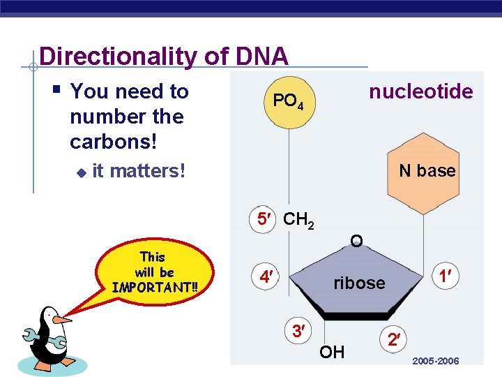 Directionality of DNA § You need to PO 4 nucleotide number the carbons! u