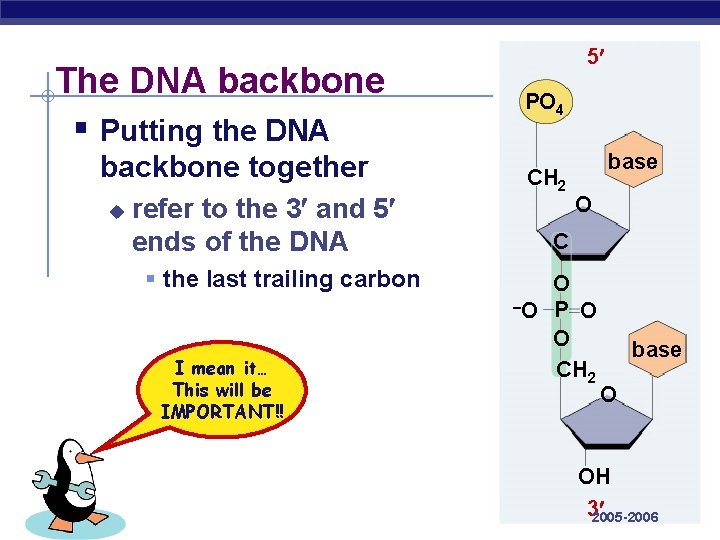 The DNA backbone § Putting the DNA backbone together u refer to the 3