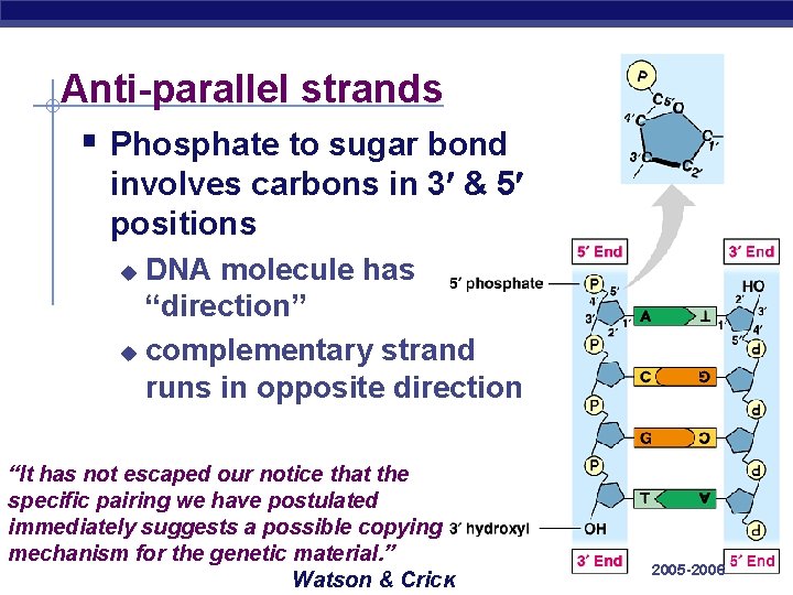 Anti-parallel strands § Phosphate to sugar bond involves carbons in 3 & 5 positions