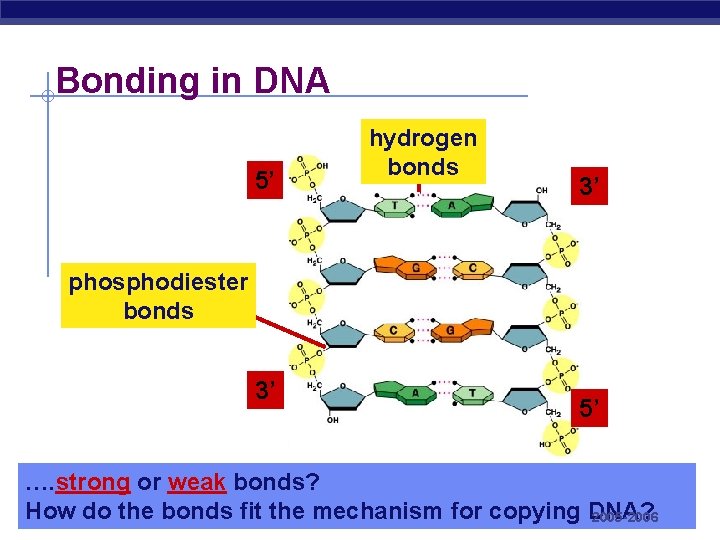 Bonding in DNA 5’ hydrogen bonds 3’ phosphodiester bonds 3’ 5’ …. strong or