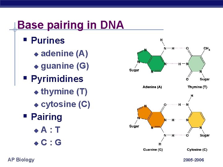 Base pairing in DNA § Purines adenine (A) u guanine (G) u § Pyrimidines