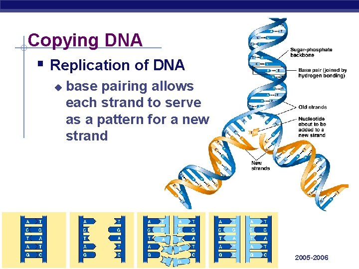 Copying DNA § Replication of DNA u AP Biology base pairing allows each strand