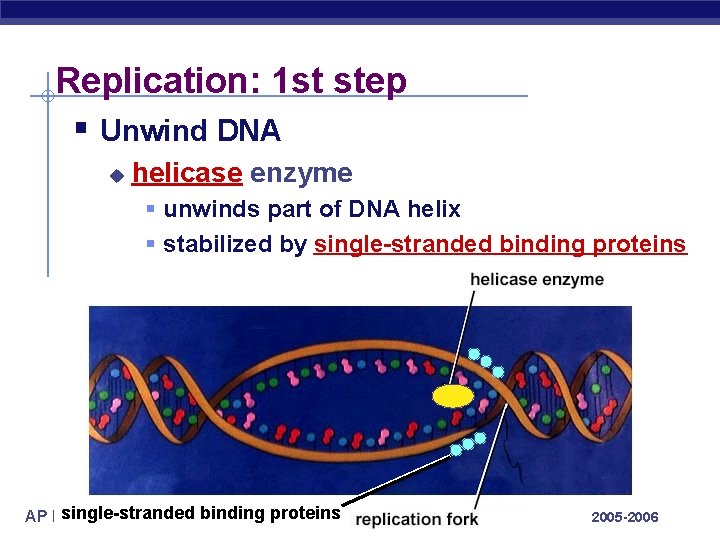 Replication: 1 st step § Unwind DNA u helicase enzyme § unwinds part of