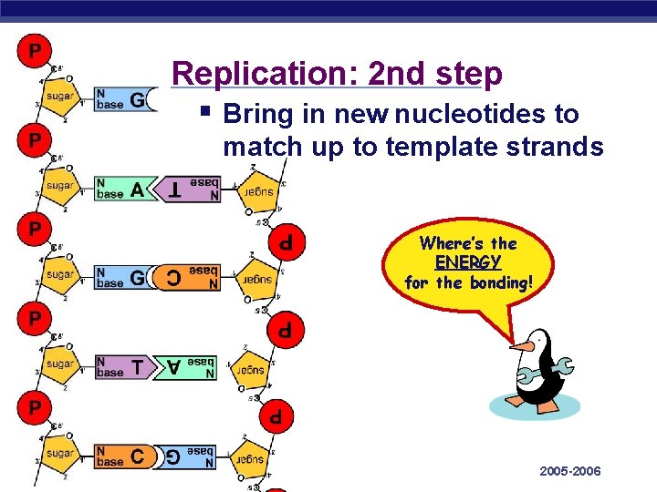 Replication: 2 nd step § Bring in new nucleotides to match up to template