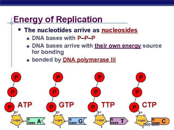 Energy of Replication § The nucleotides arrive as nucleosides u u u DNA bases