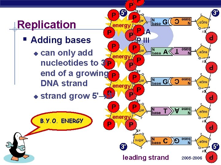 5' Replication § Adding bases energy 3' DNA P III can only add energy
