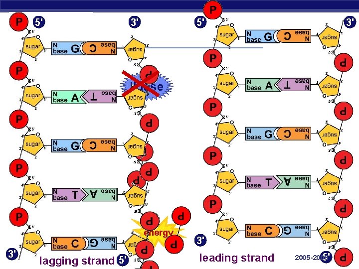 5' 3' ligase energy 3'AP Biology lagging strand 5' 3' leading strand 2005 -2006