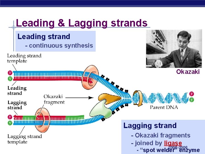 Leading & Lagging strands Leading strand - continuous synthesis Okazaki Lagging strand AP Biology