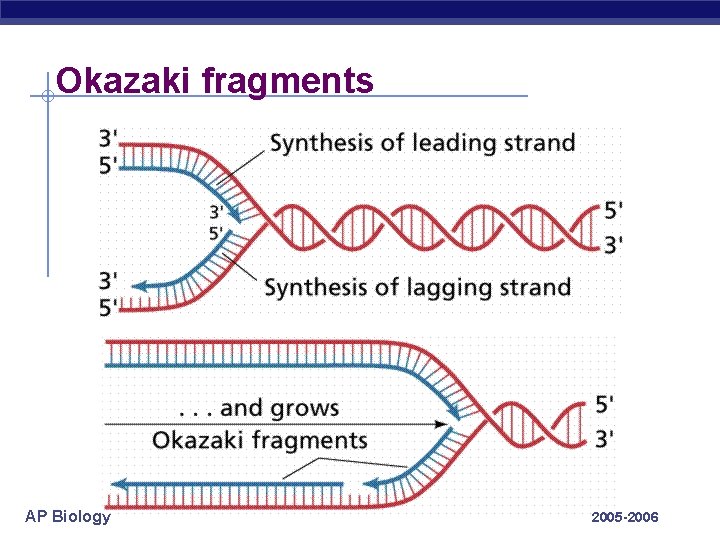 Okazaki fragments AP Biology 2005 -2006 