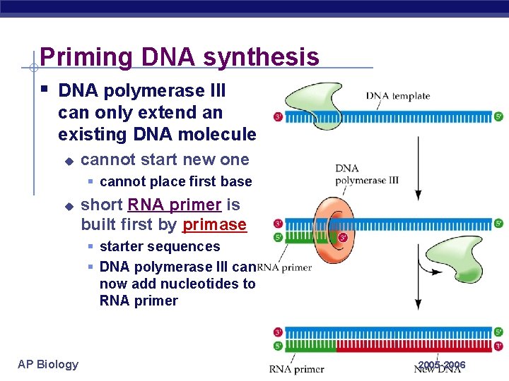 Priming DNA synthesis § DNA polymerase III can only extend an existing DNA molecule