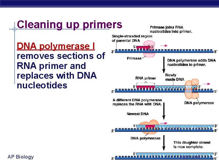 Cleaning up primers DNA polymerase I removes sections of RNA primer and replaces with