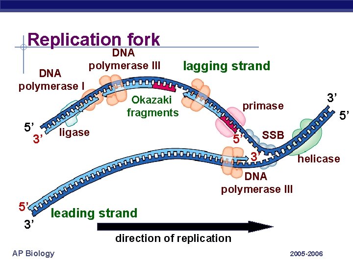 Replication fork DNA polymerase III lagging strand Okazaki fragments 5’ 3’ 3’ primase ligase