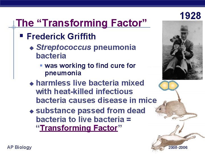The “Transforming Factor” § Frederick Griffith u 1928 Streptococcus pneumonia bacteria § was working