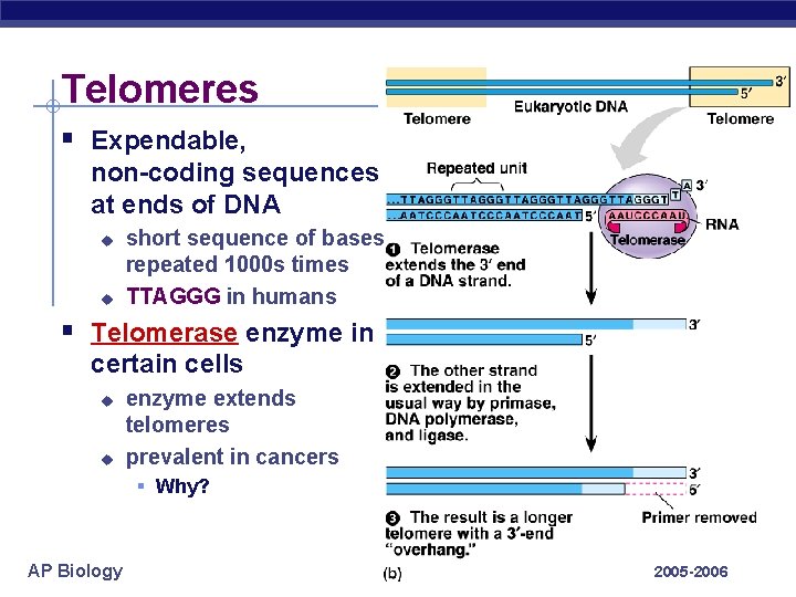 Telomeres § Expendable, non-coding sequences at ends of DNA u u short sequence of