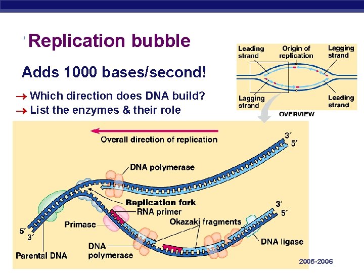 Replication bubble Adds 1000 bases/second! Which direction does DNA build? List the enzymes &