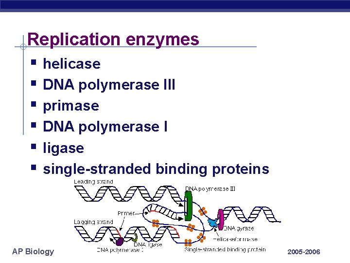 Replication enzymes § helicase § DNA polymerase III § primase § DNA polymerase I