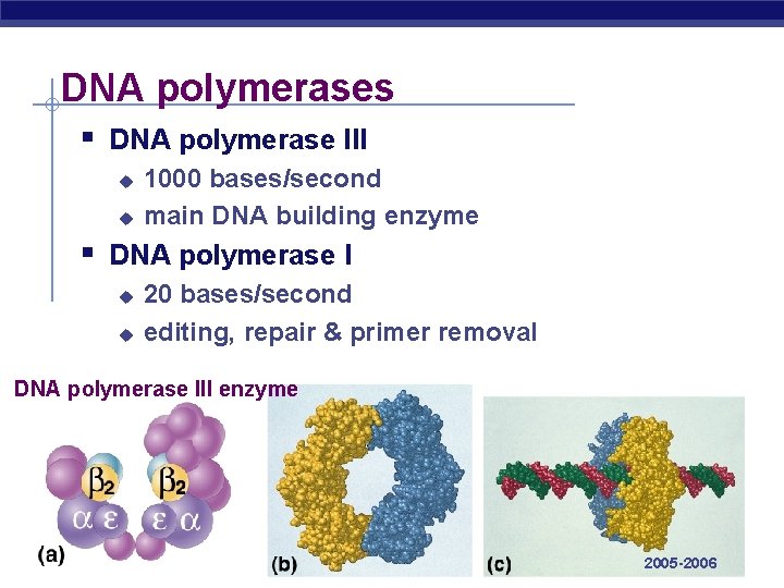 DNA polymerases § DNA polymerase III u u 1000 bases/second main DNA building enzyme