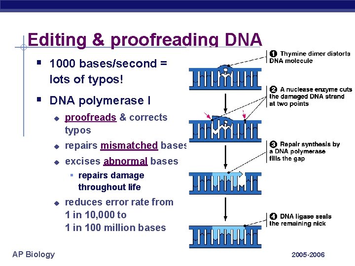 Editing & proofreading DNA § 1000 bases/second = lots of typos! § DNA polymerase