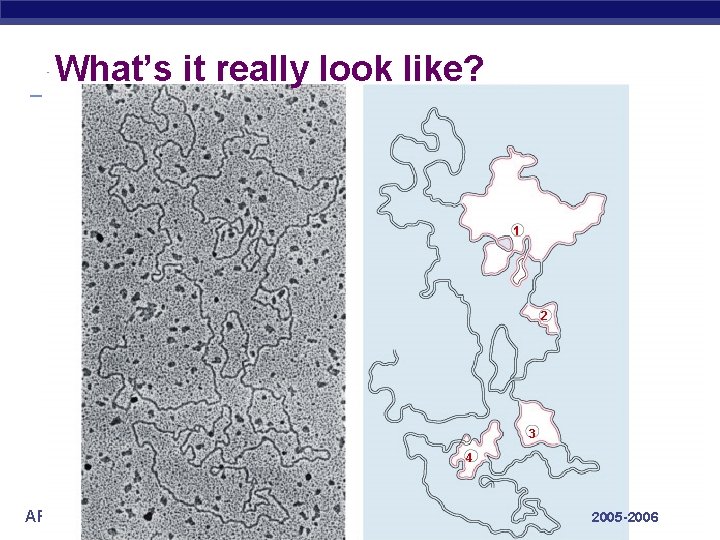 What’s it really look like? 1 2 3 4 AP Biology 2005 -2006 
