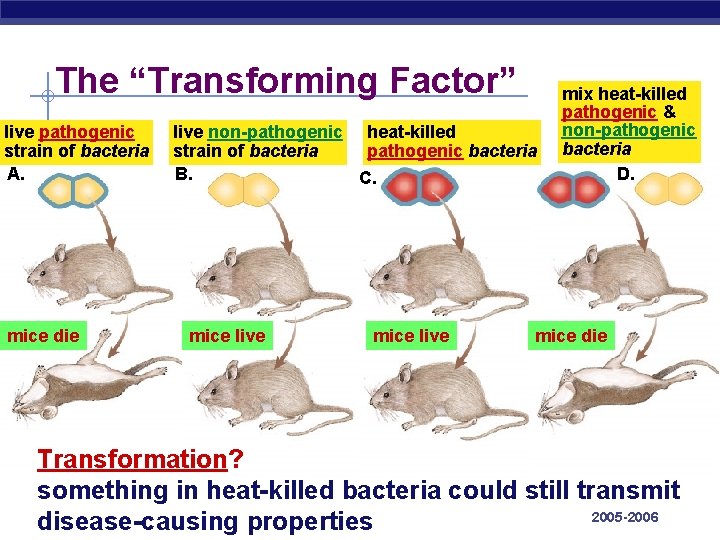 The “Transforming Factor” live pathogenic strain of bacteria A. mice die live non-pathogenic heat-killed