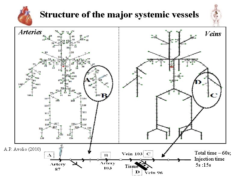 Structure of the major systemic vessels Arteries Veins A. P. Avolio (2010) Tissue Total