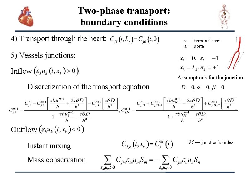 Two-phase transport: boundary conditions 4) Transport through the heart: v — terminal vein a