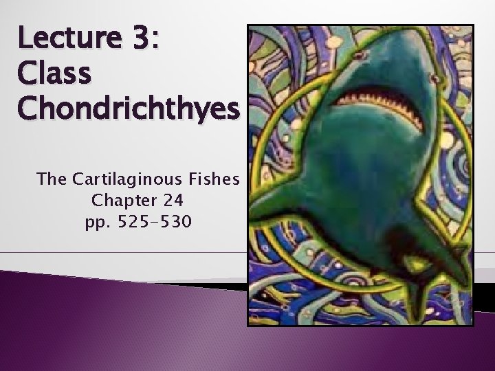 Lecture 3: Class Chondrichthyes The Cartilaginous Fishes Chapter 24 pp. 525 -530 