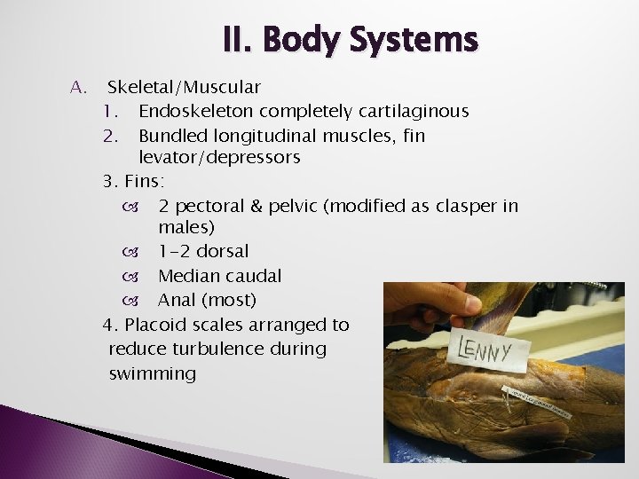 II. Body Systems A. Skeletal/Muscular 1. Endoskeleton completely cartilaginous 2. Bundled longitudinal muscles, fin