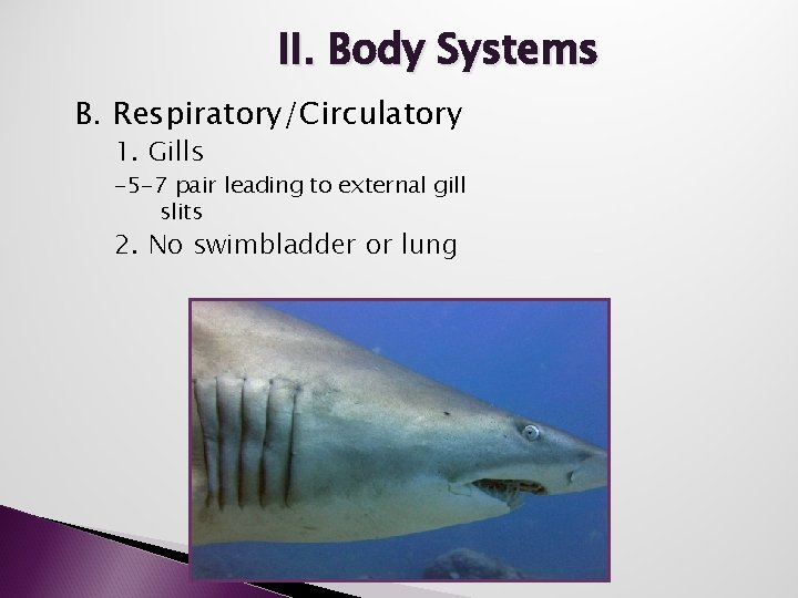 II. Body Systems B. Respiratory/Circulatory 1. Gills -5 -7 pair leading to external gill